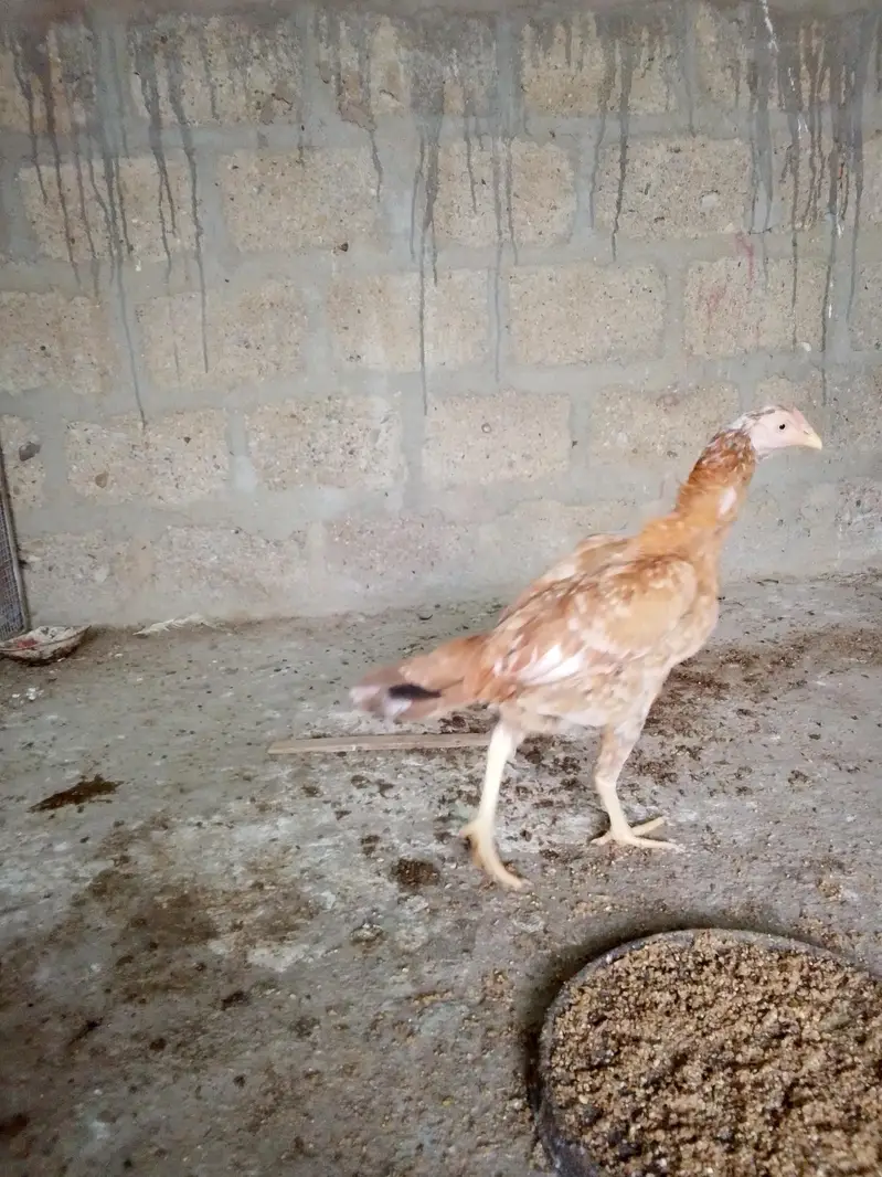 1 male ayamcemani 2 female aseel — photo 4