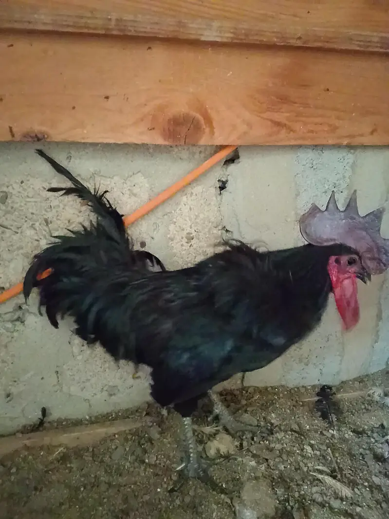 1 male ayamcemani 2 female aseel — photo 6