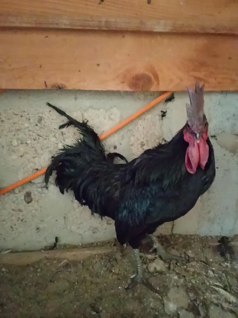 1 male ayamcemani 2 female aseel — photo 7