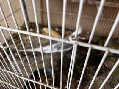 Cockatiel pair with babis