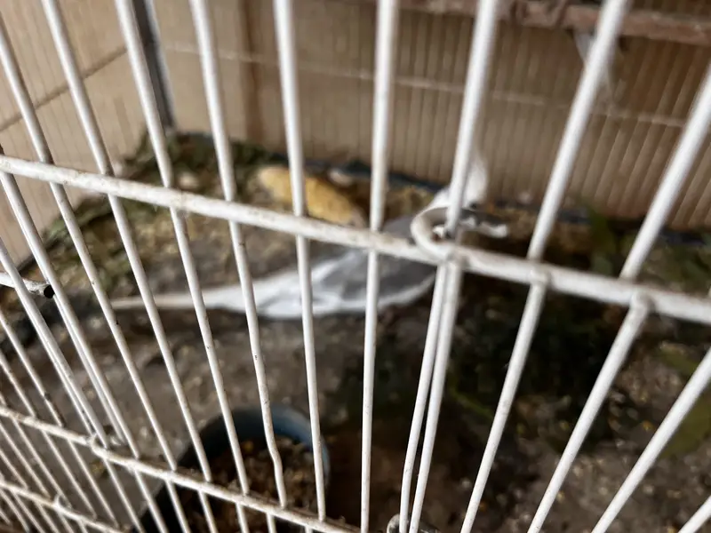 Cockatiel pair with babis