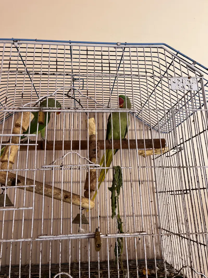 Cockatiel pair with babis — photo 2