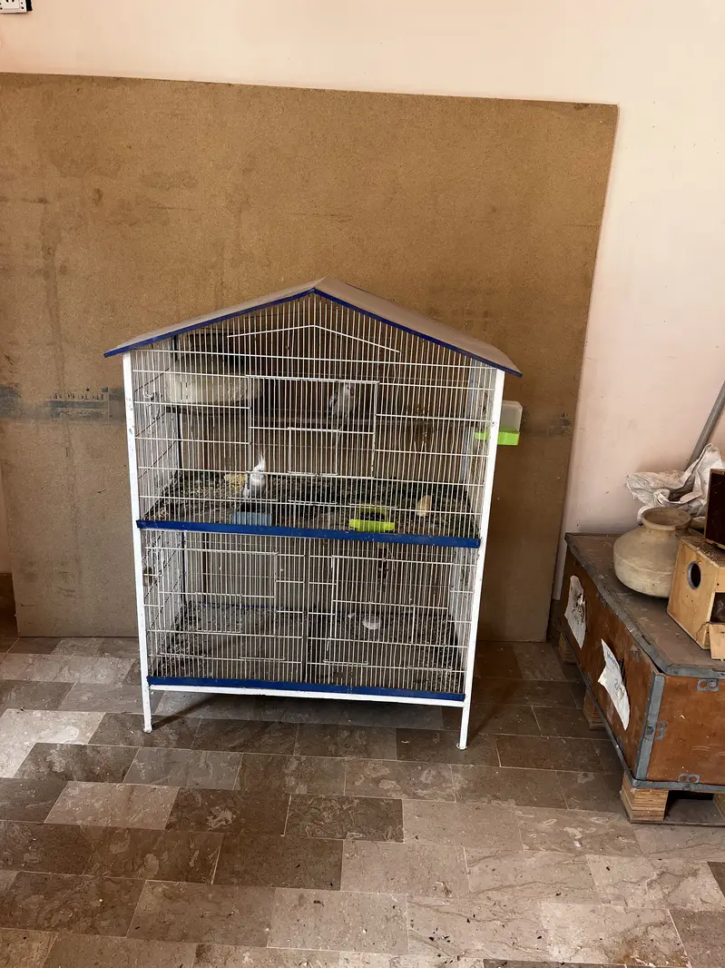 Cockatiel pair with babis — photo 3