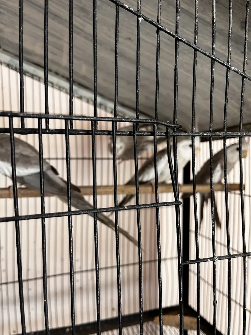Cockatiel pair with babis — photo 4