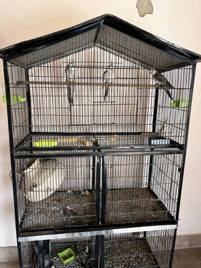 Cockatiel pair with babis — photo 5