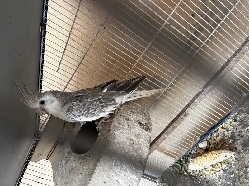 Cockatiel pair with babis — photo 6