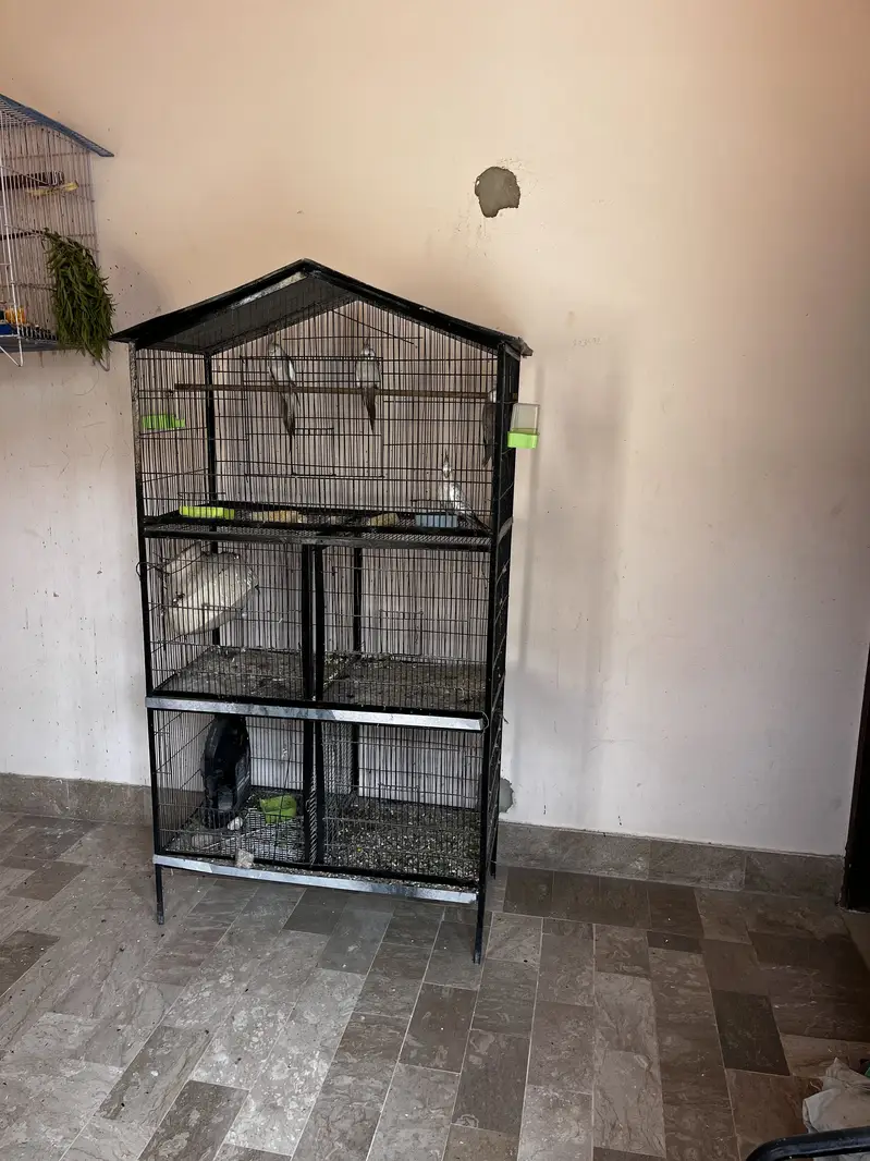 Cockatiel pair with babis — photo 7