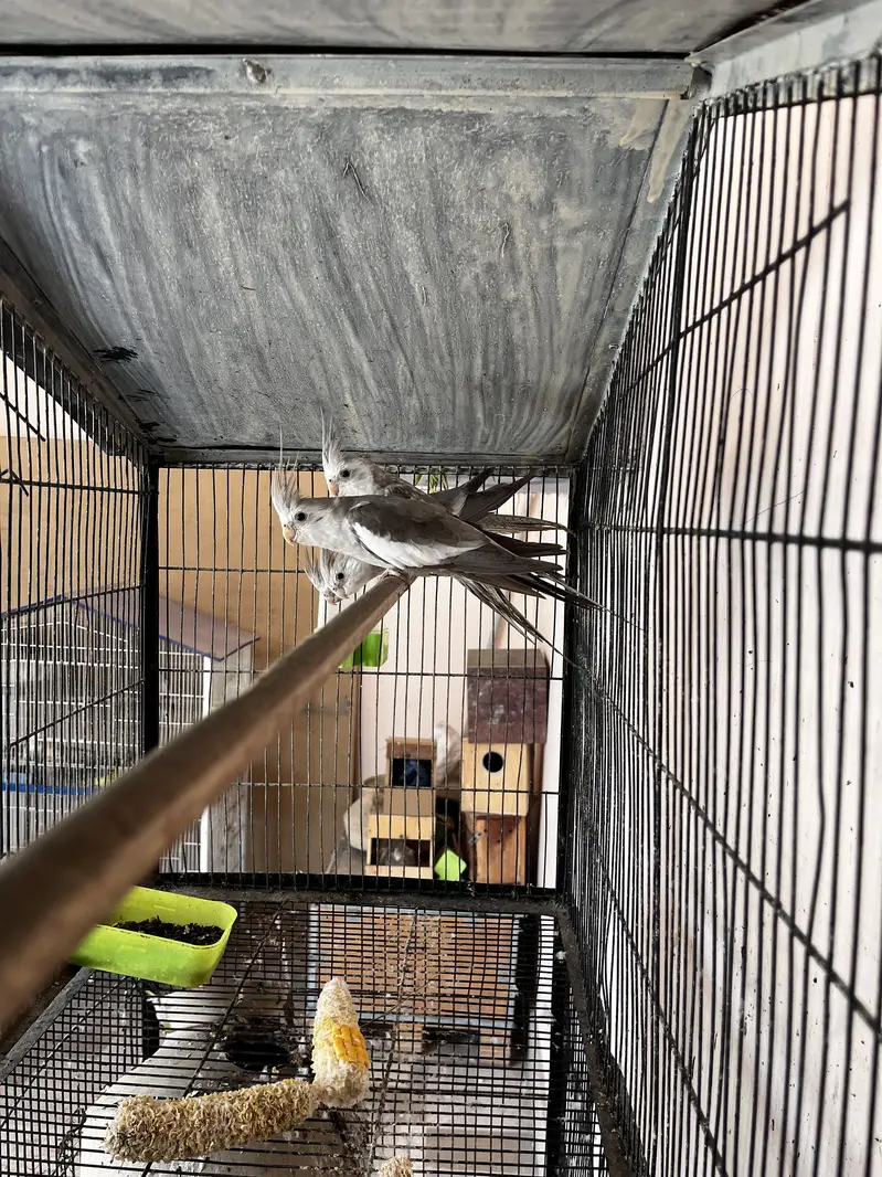 Cockatiel pair with babis — photo 8
