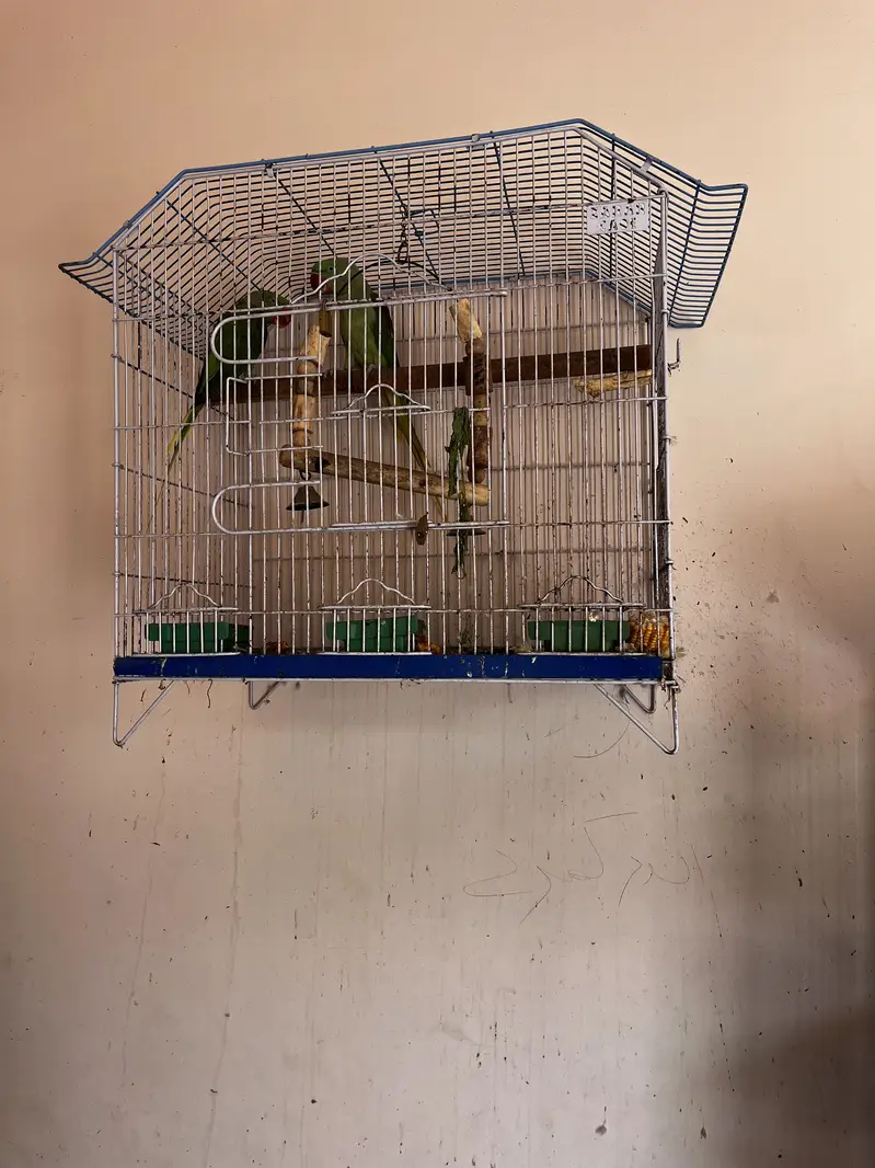 Cockatiel pair with babis — photo 9