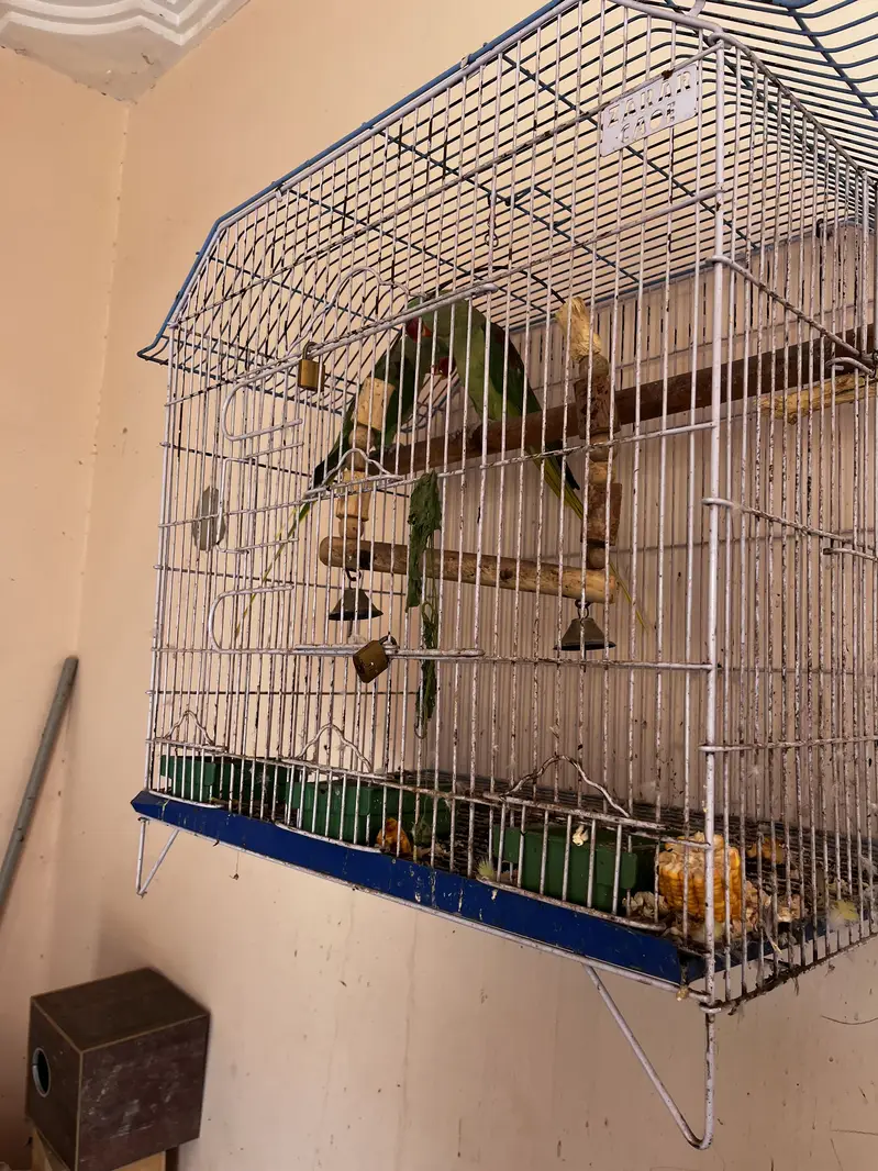 Cockatiel pair with babis — photo 10