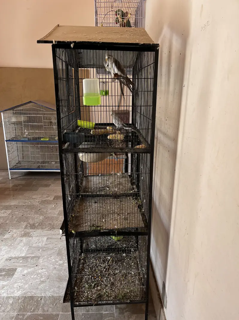 Cockatiel pair with babis — photo 11