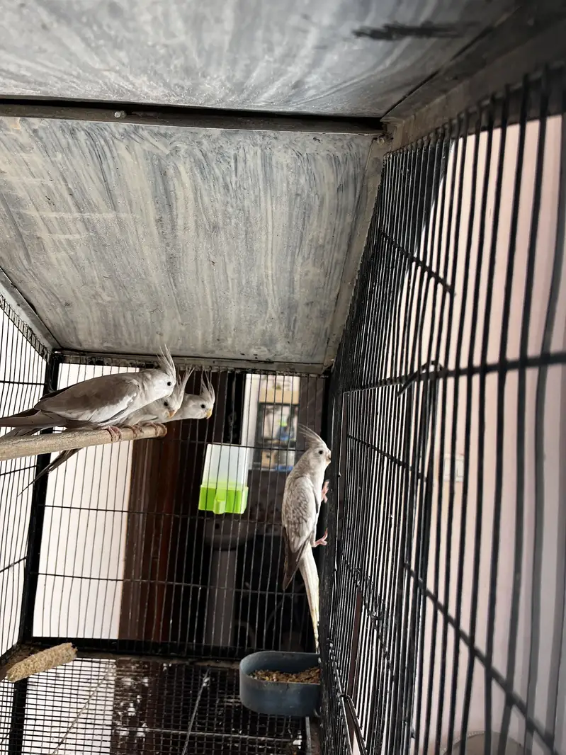 Cockatiel pair with babis — photo 12