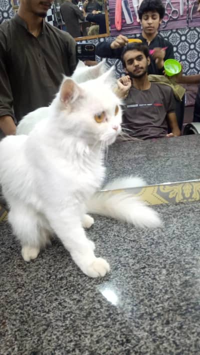 Persian cat