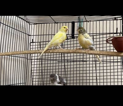 3 Canary available for sale