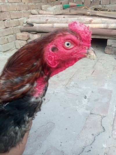 mianwali khubsurat pattha mazid rabata 03077852892