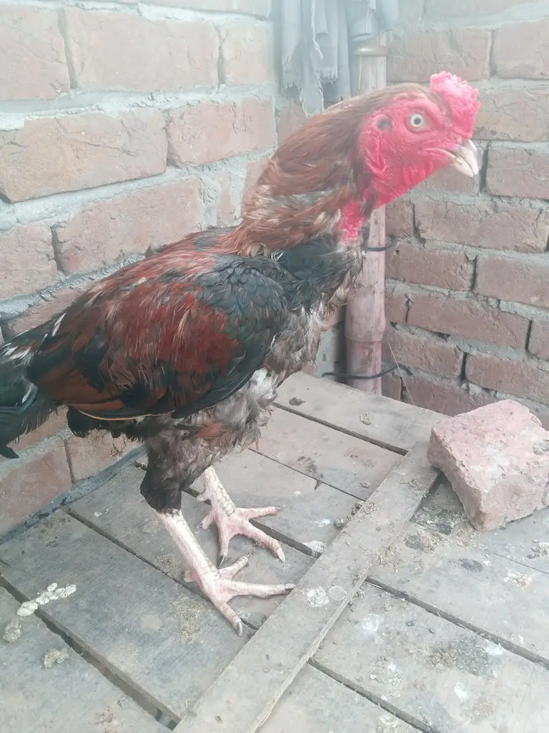mianwali khubsurat pattha mazid rabata 03077852892 — photo 2
