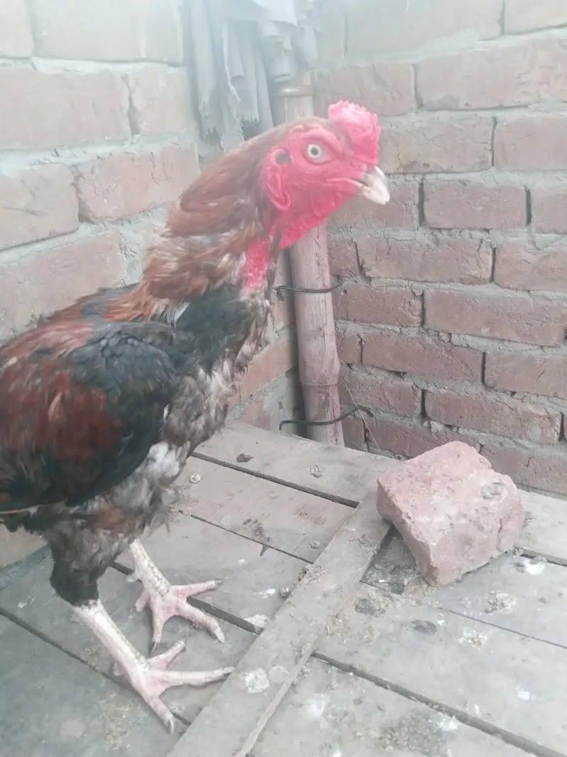 mianwali khubsurat pattha mazid rabata 03077852892 — photo 3