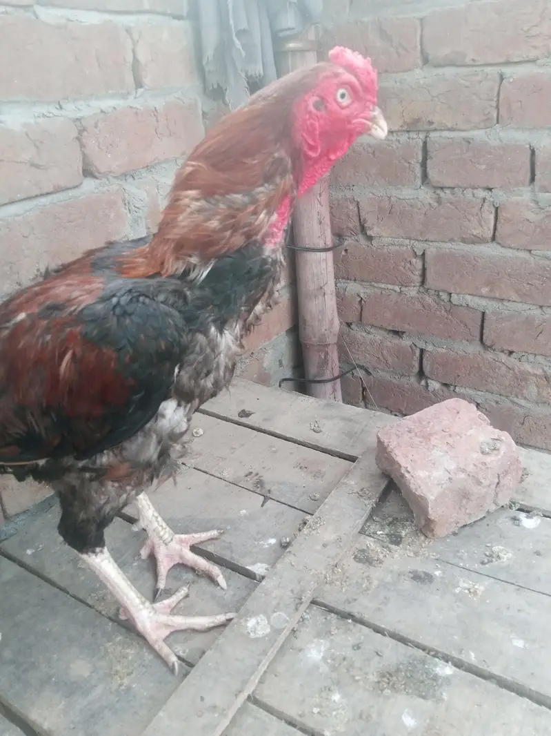 mianwali khubsurat pattha mazid rabata 03077852892 — photo 4