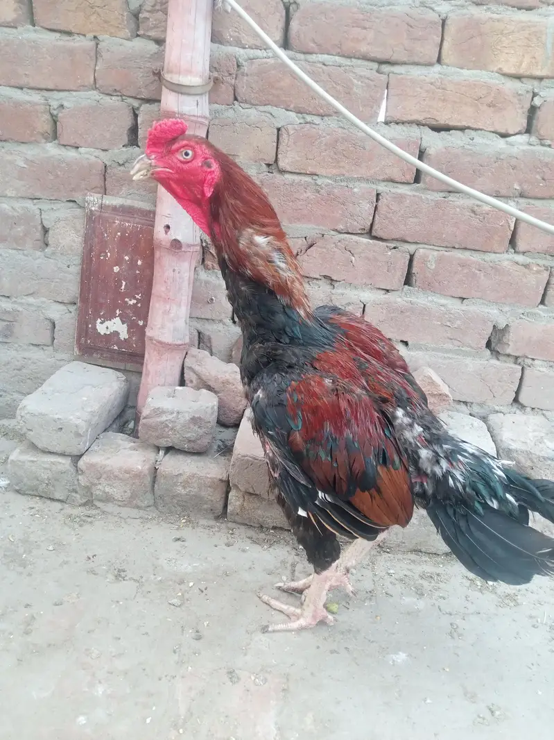 mianwali khubsurat pattha mazid rabata 03077852892 — photo 5