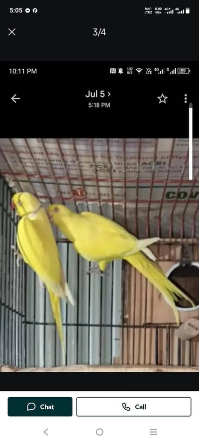 yellow ringneck 1000 % breeder pair