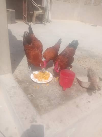 3 murghe