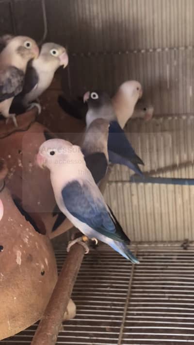 Breeder pair love bird or budgie phatta available for sale