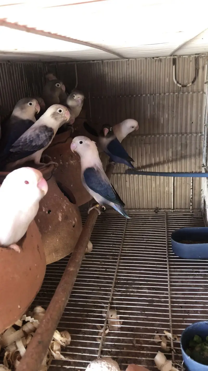 Breeder pair love bird or budgie phatta available for sale — photo 2