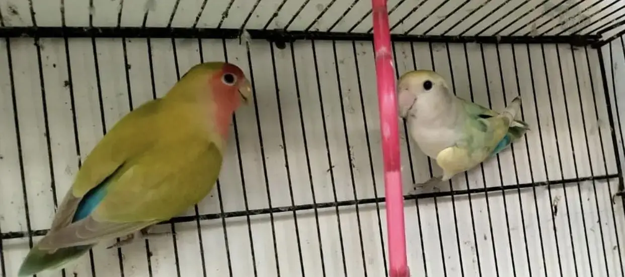 Breeder pair love bird or budgie phatta available for sale — photo 3