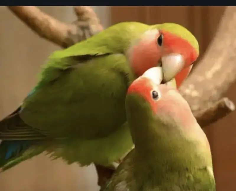 Breeder pair love bird or budgie phatta available for sale — photo 4