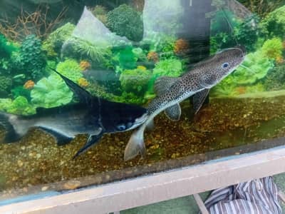 rare monster fish