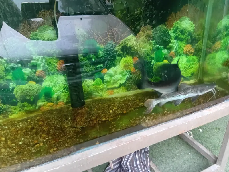 rare monster fish — photo 2