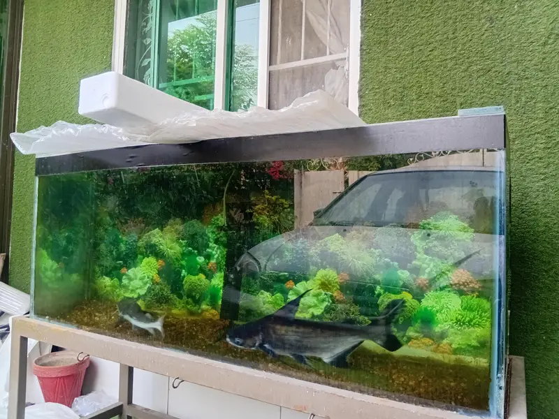 rare monster fish — photo 3