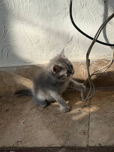 grey kitten for adoption