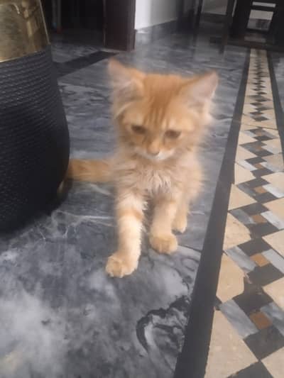 Pure Persian cat