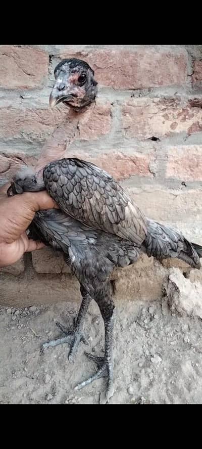 Pakistani breed