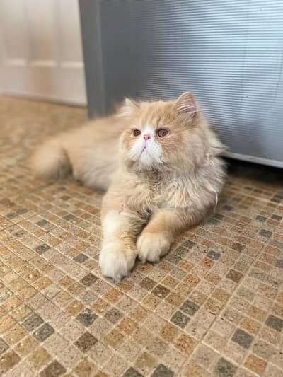 Pure Persian Breeder Cats