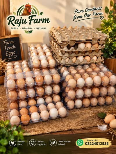 Golden misri hens eggs