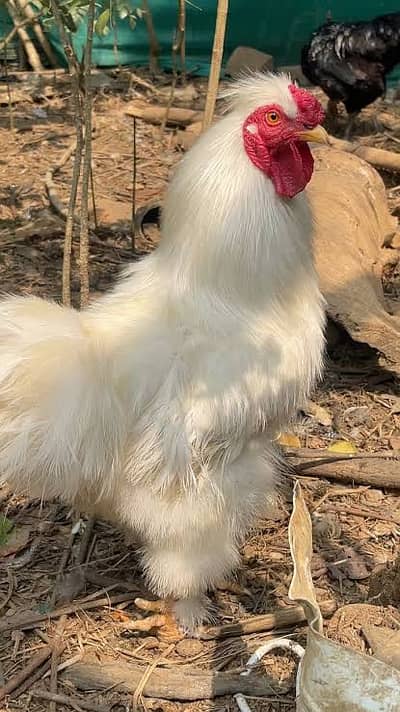 1 year very active and healthy