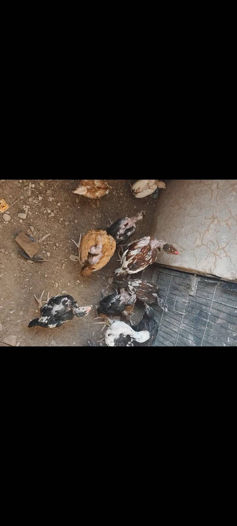 Pakistani breed 0