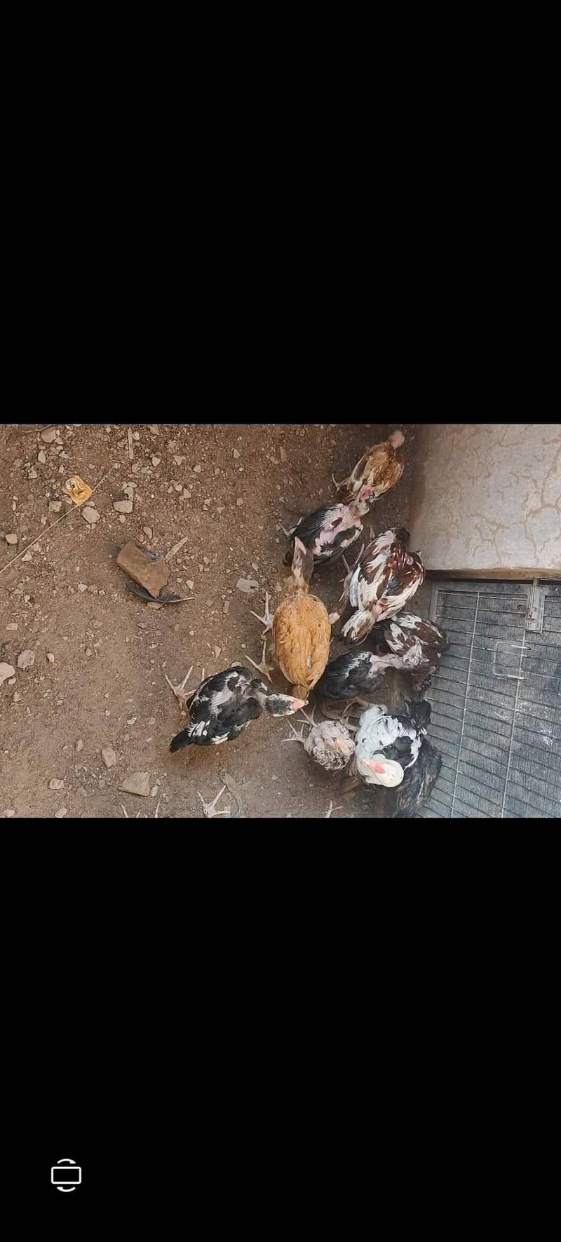 Pakistani breed 1