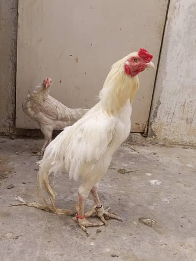 breeder aseel pair