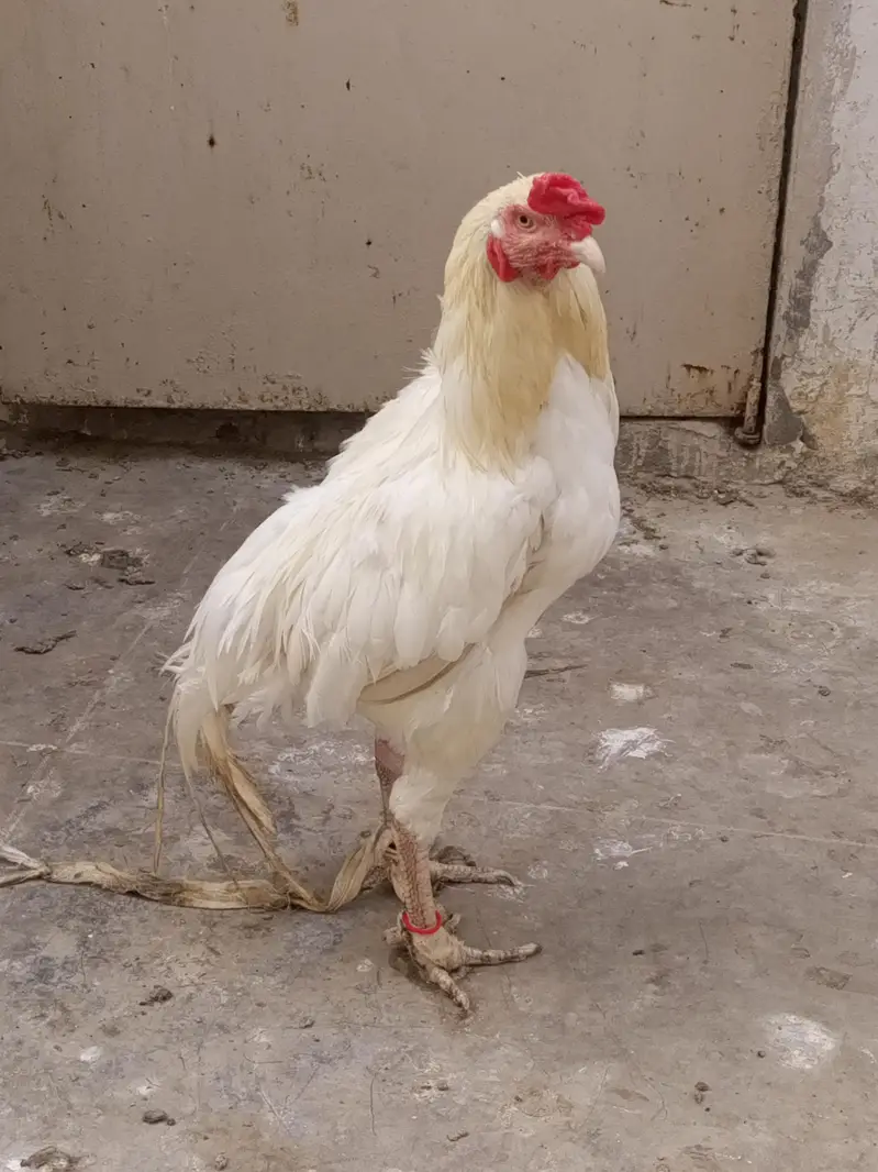 breeder aseel pair — photo 2