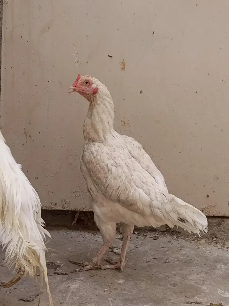 breeder aseel pair — photo 3