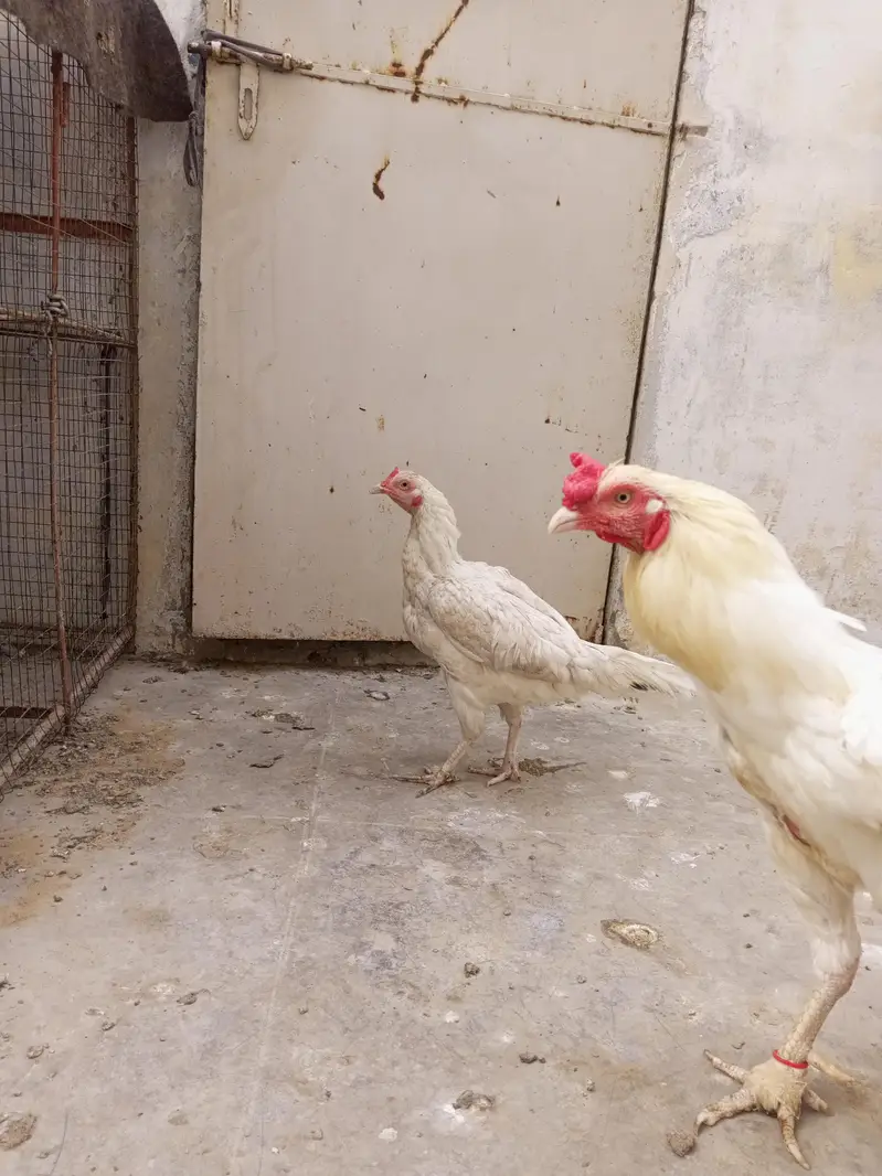 breeder aseel pair — photo 4