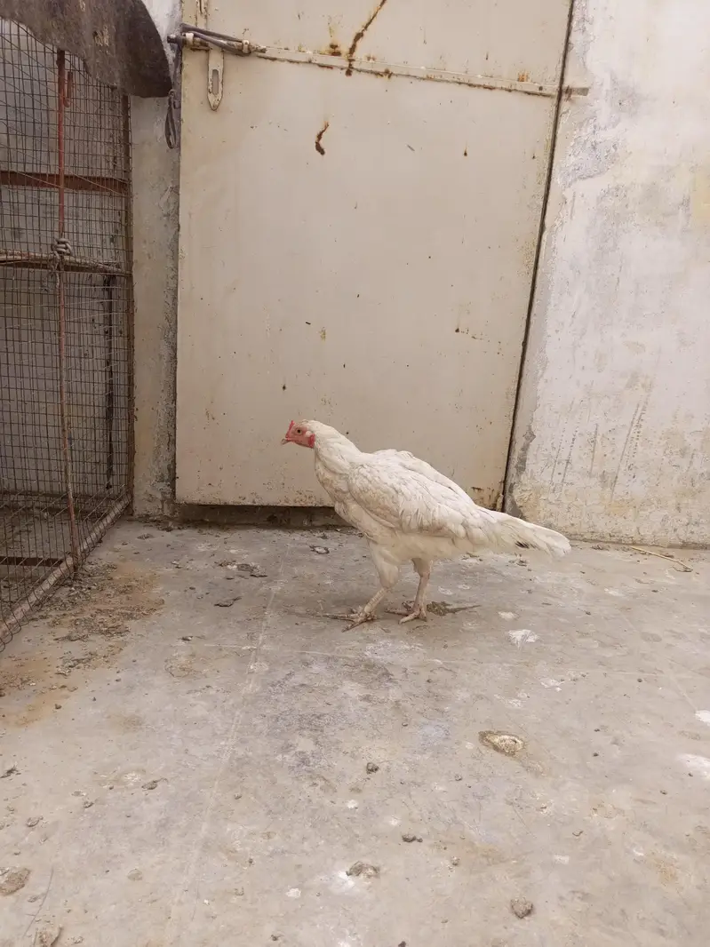breeder aseel pair — photo 5