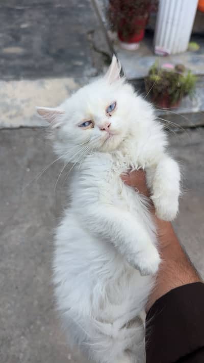 Persian female cat doll face triple coat blue eyes