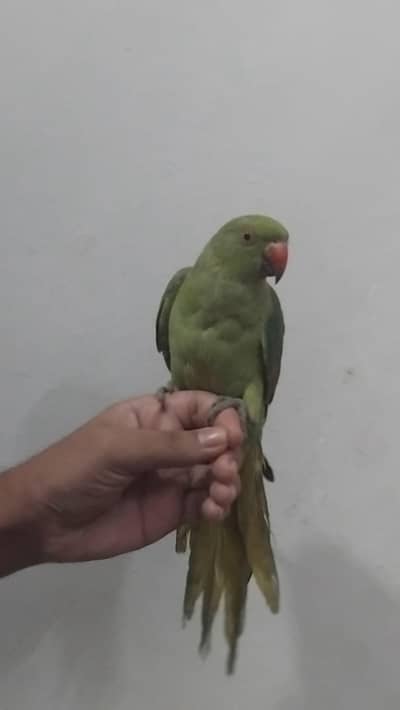 green ringneck semi tame avaliable for sale 4 month age