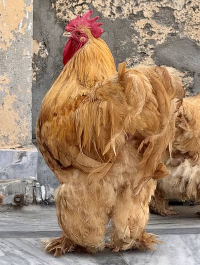 Golden Buff Set Breeder A+ Quality