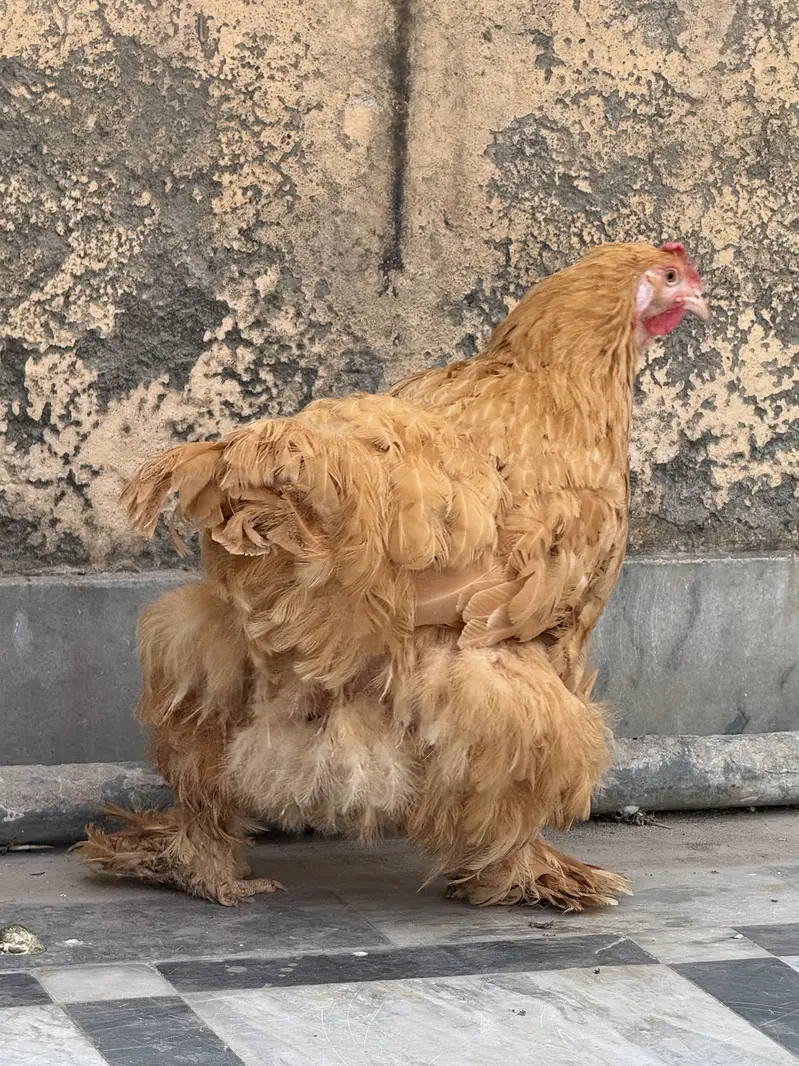 Golden Buff Set Breeder A+ Quality — photo 5