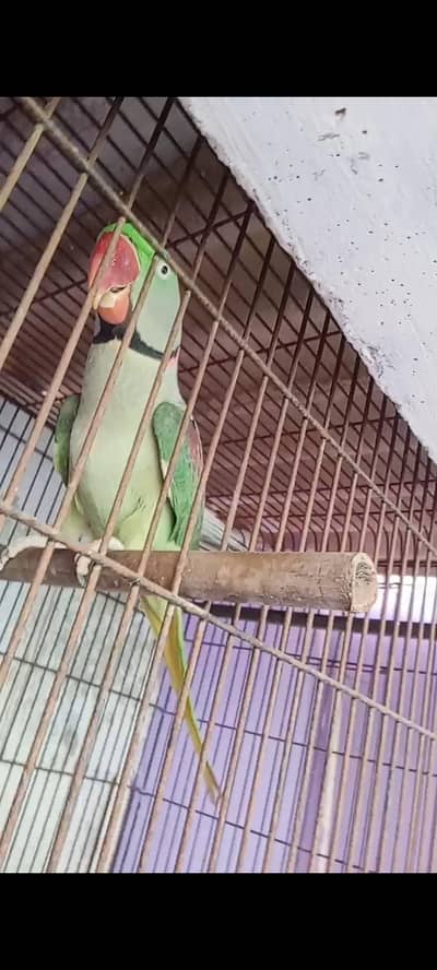 Parrot 4344 years urgent sale 45000
